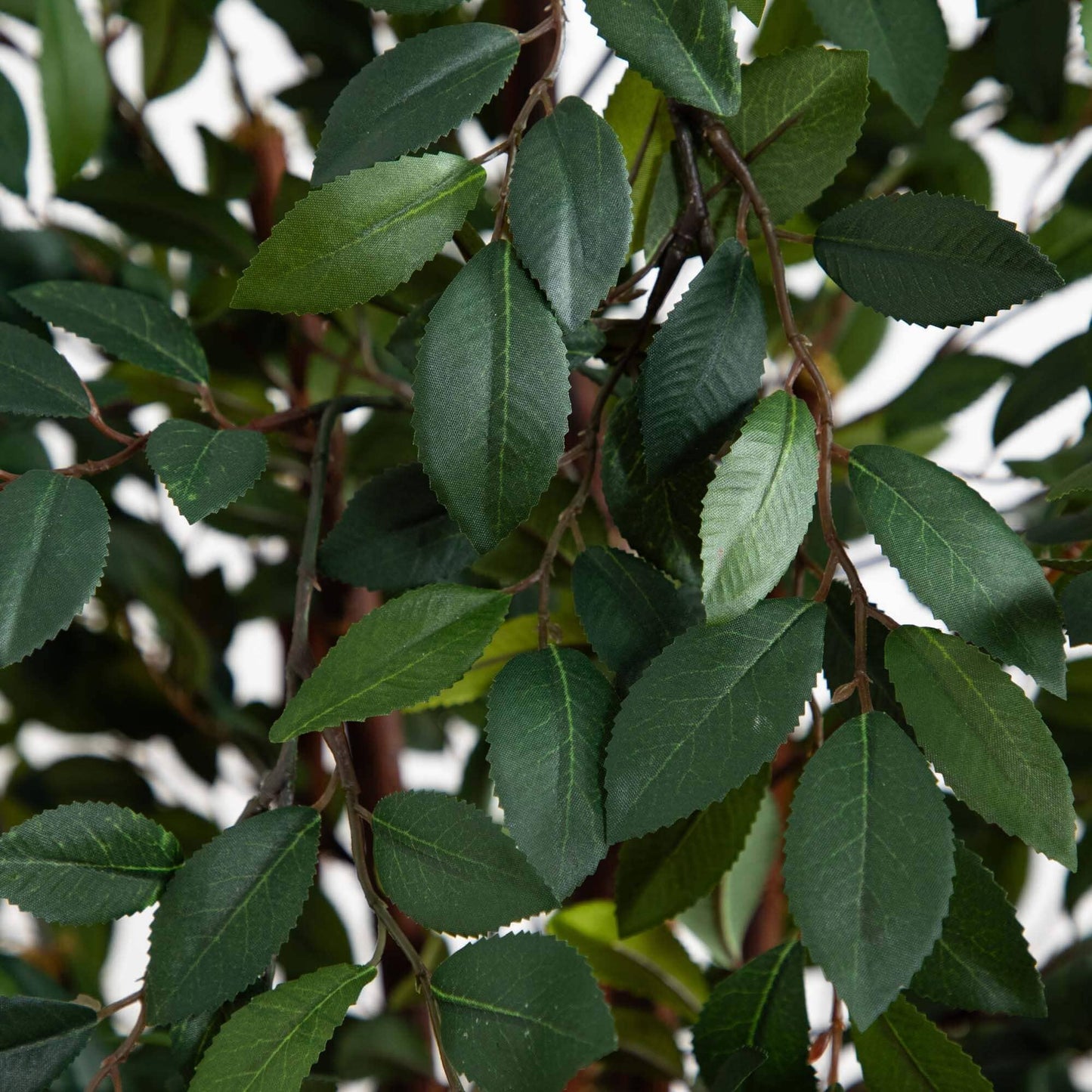 4' Ruscus Silk Tree