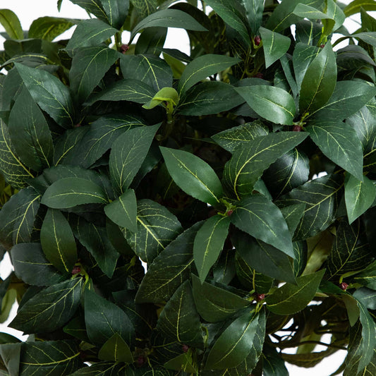 a close up of a plant