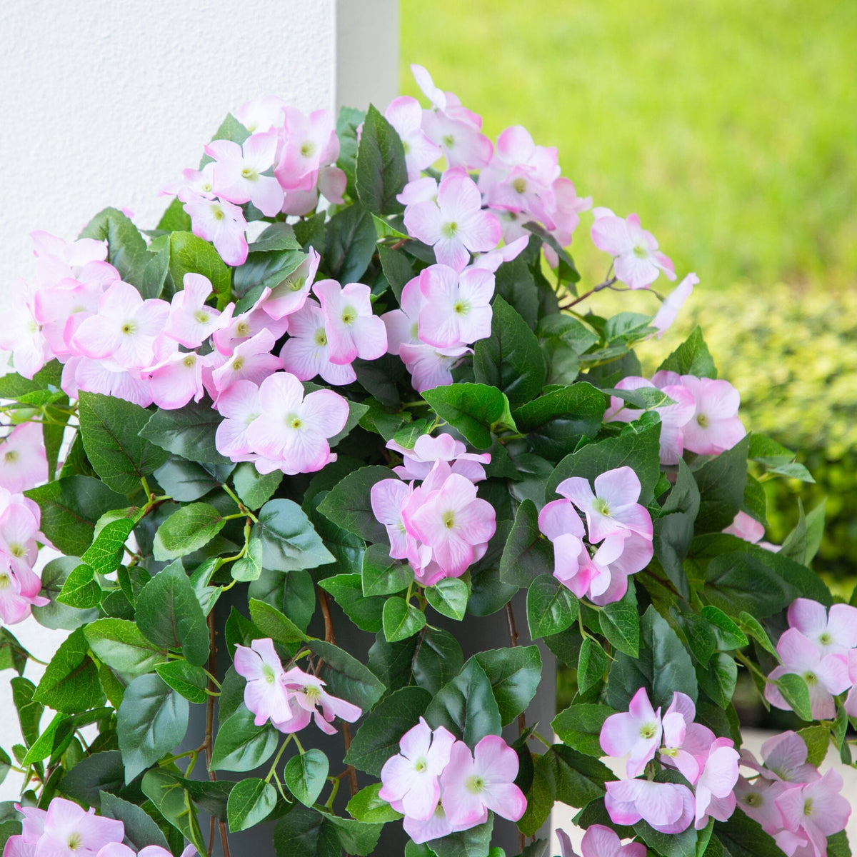a plant with pink flowers