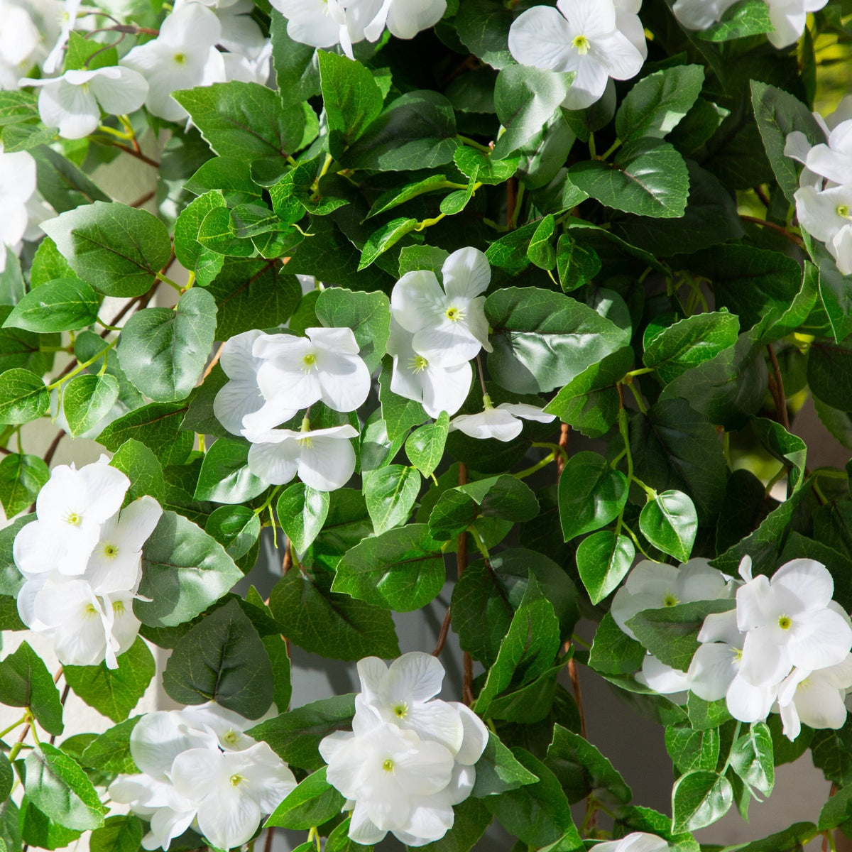 a close up of a plant with white flowers
