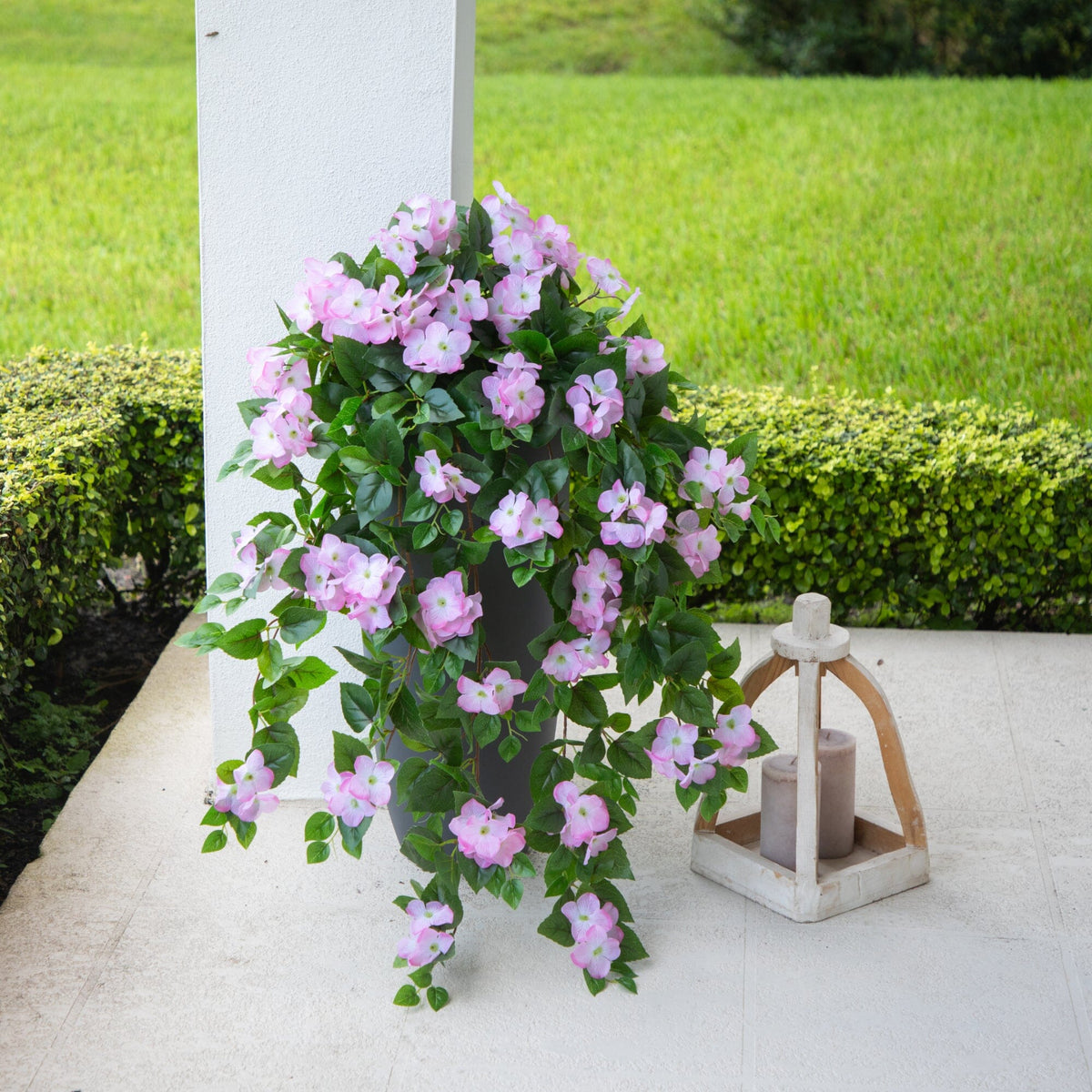 a plant with purple flowers and green leaves