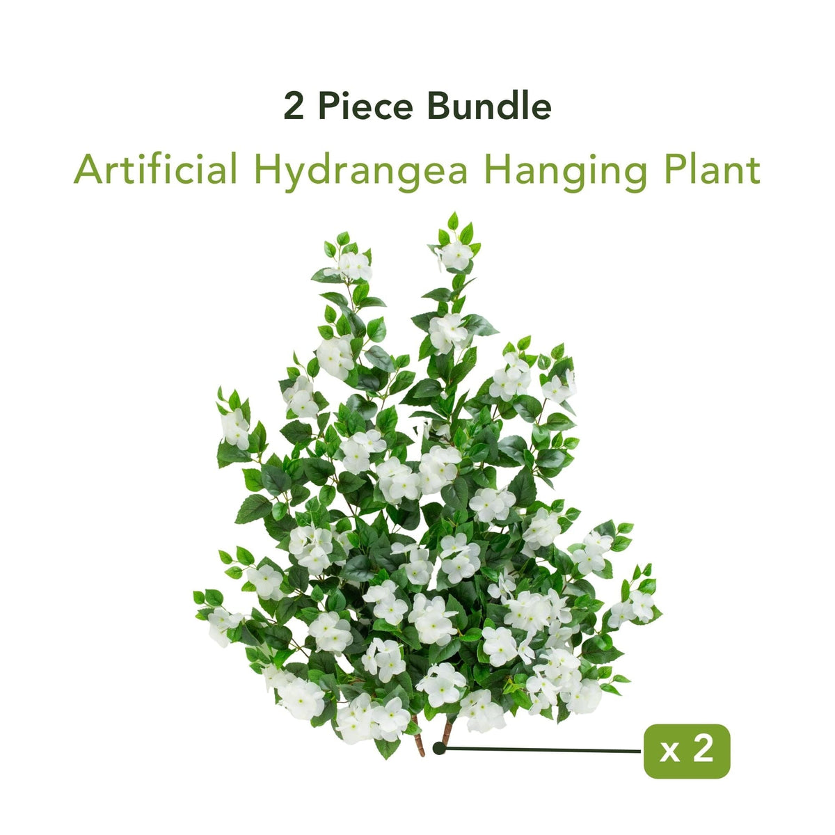 a plant with white flowers
