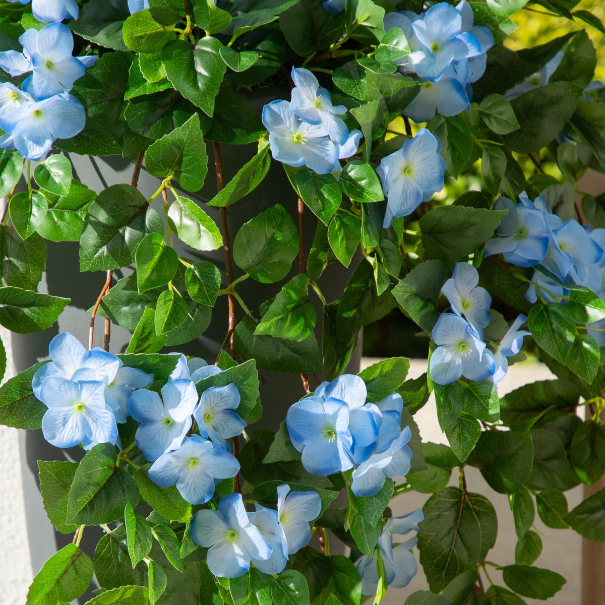 a close up of a plant with blue flowers