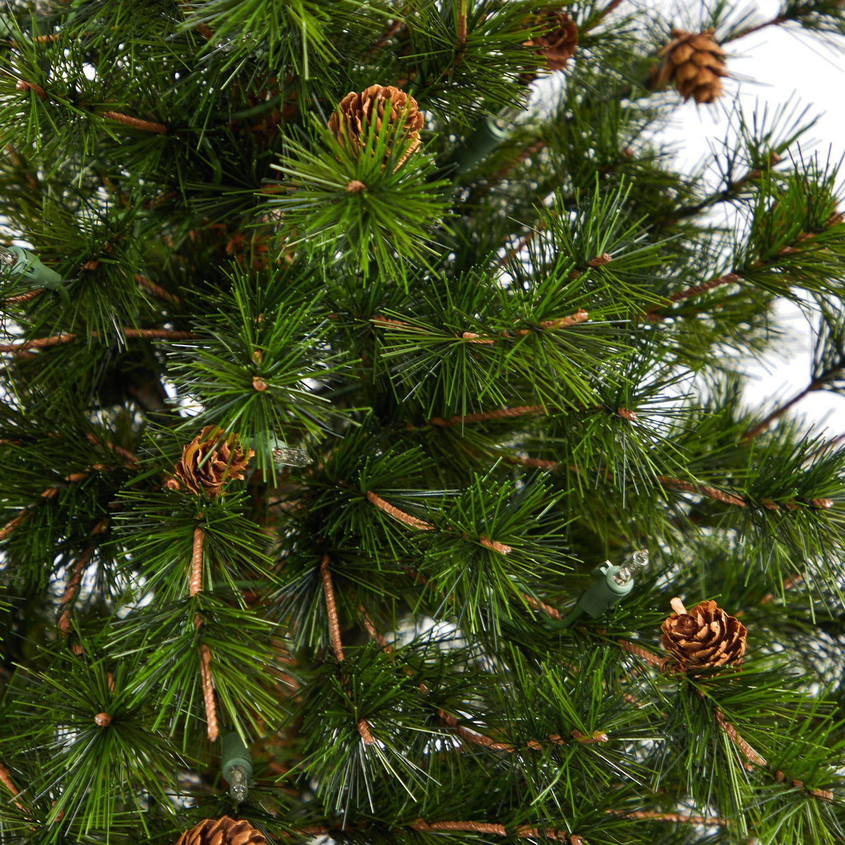 a close up of a tree