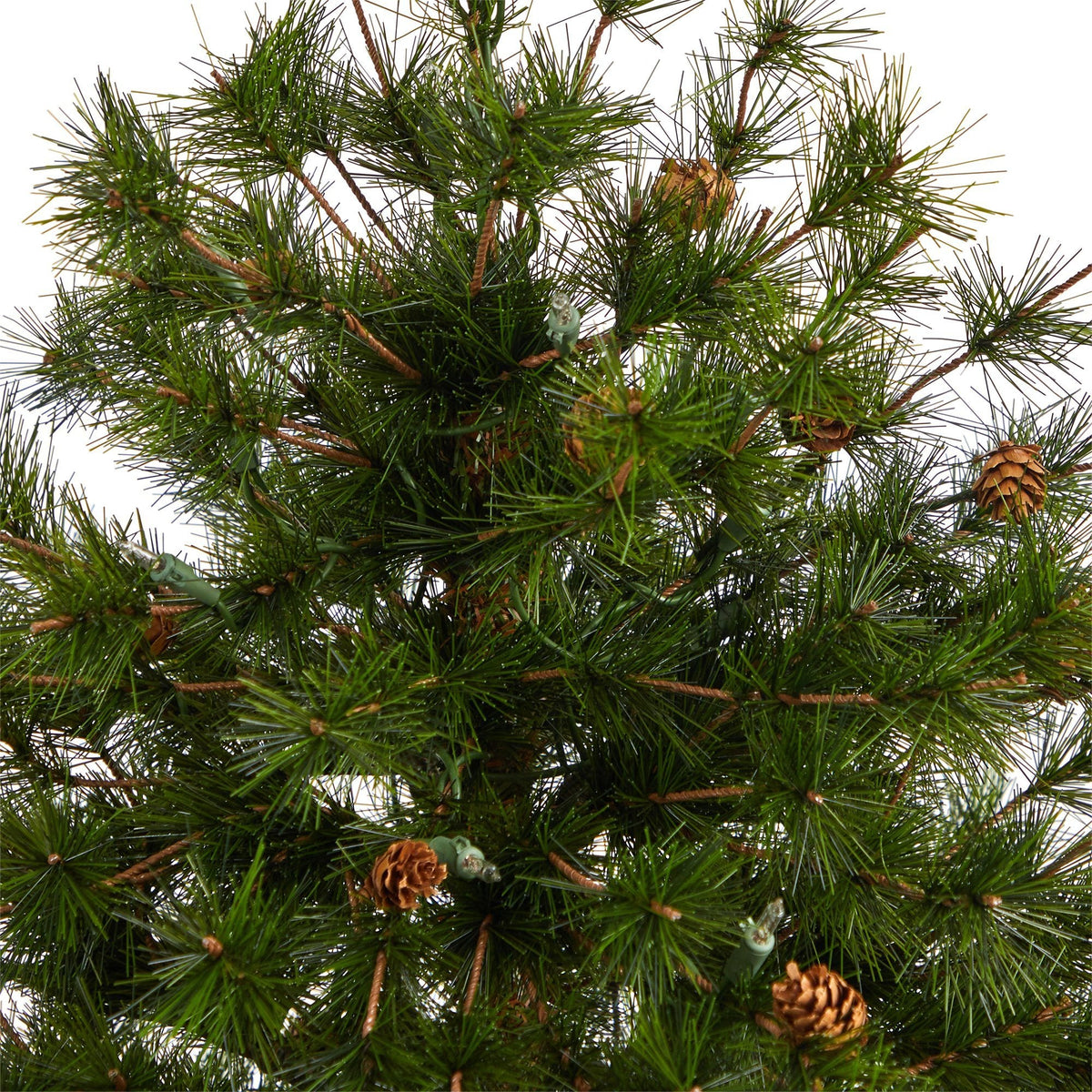 a close up of a pine tree