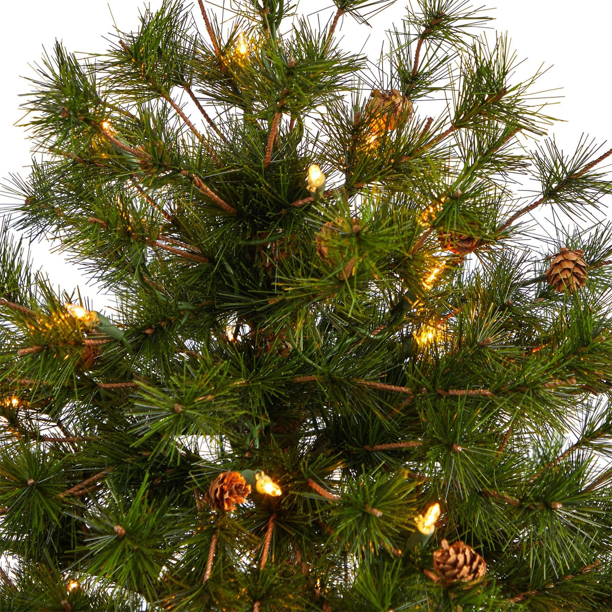 a close up of a tree