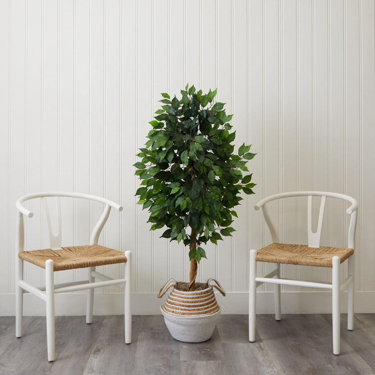 a plant in a pot next to two chairs