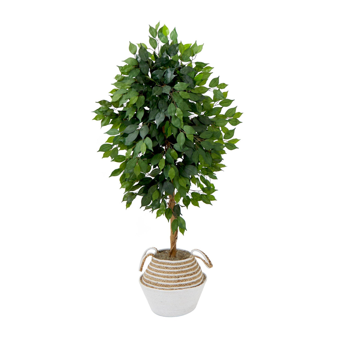 a potted plant with leaves
