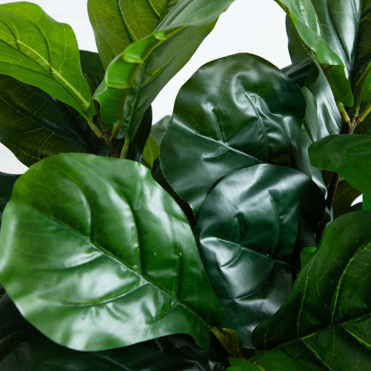 a close up of a plant