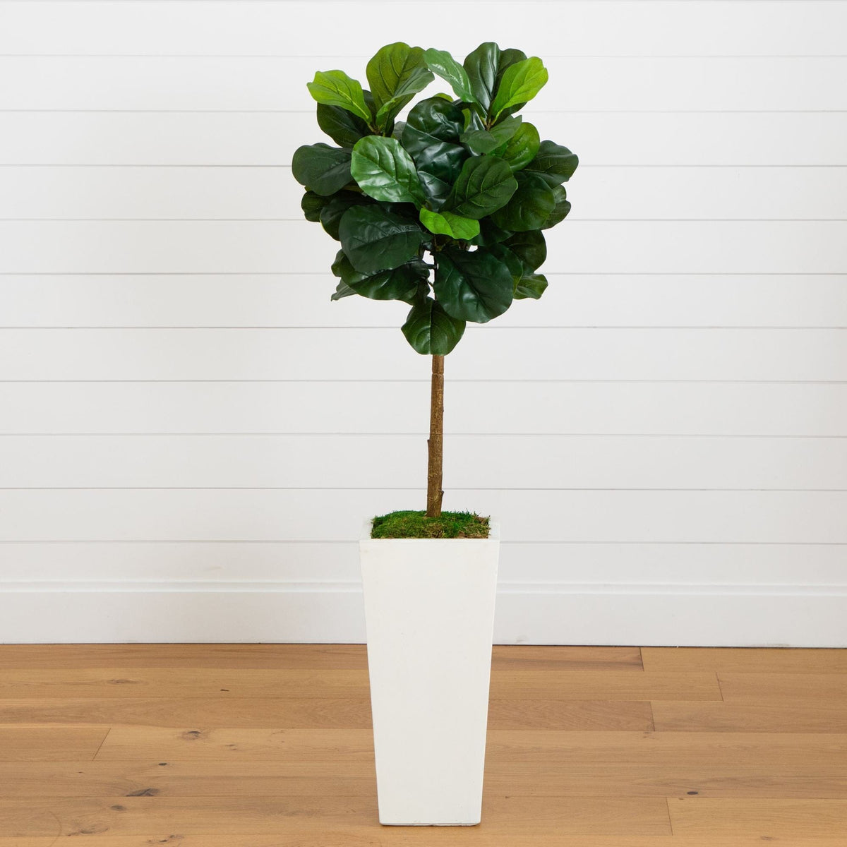a plant in a white pot