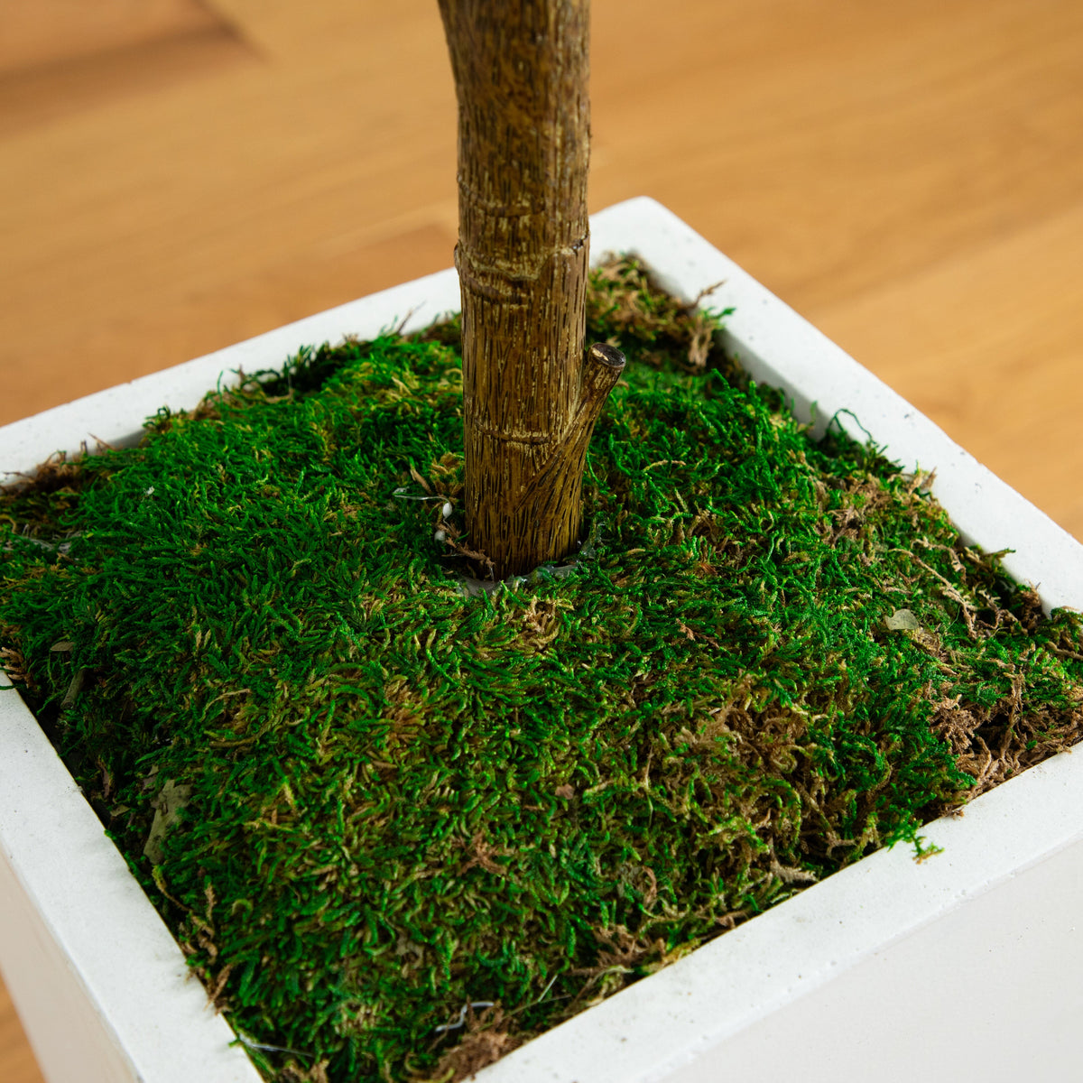 a plant in a pot