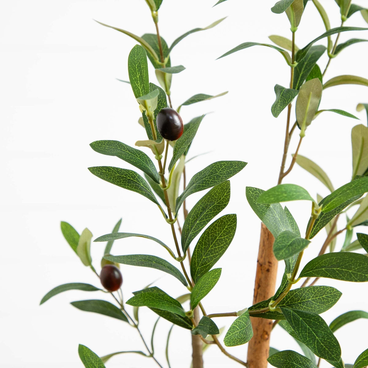 a plant with leaves and a black berry