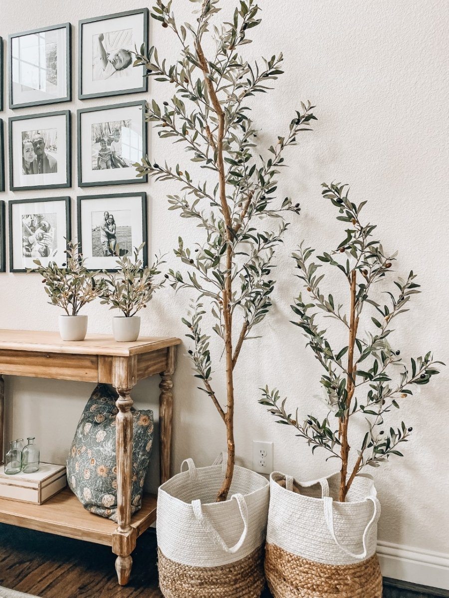 two plants in a room
