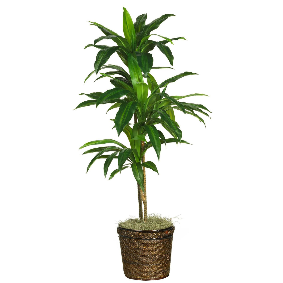 a potted plant with a tall green plant