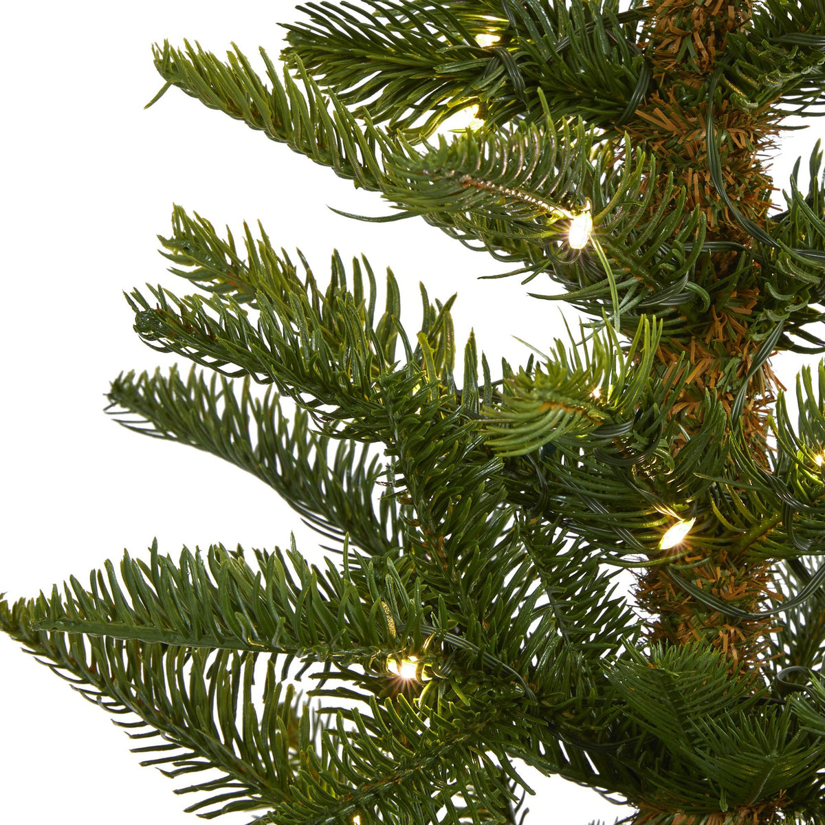 a close up of a tree