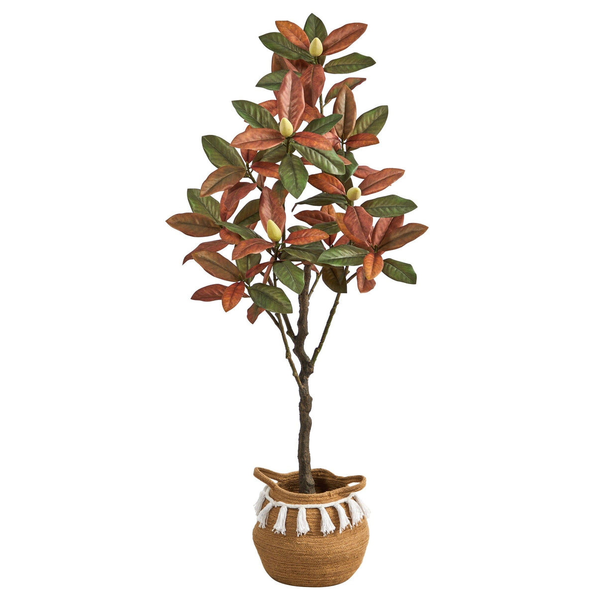 a potted plant with leaves