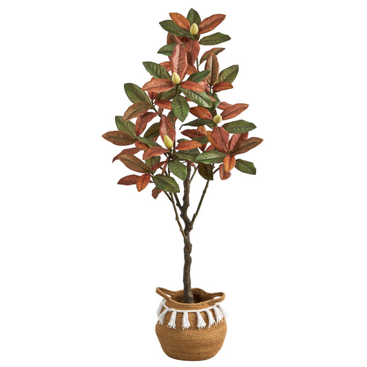 a potted plant with leaves