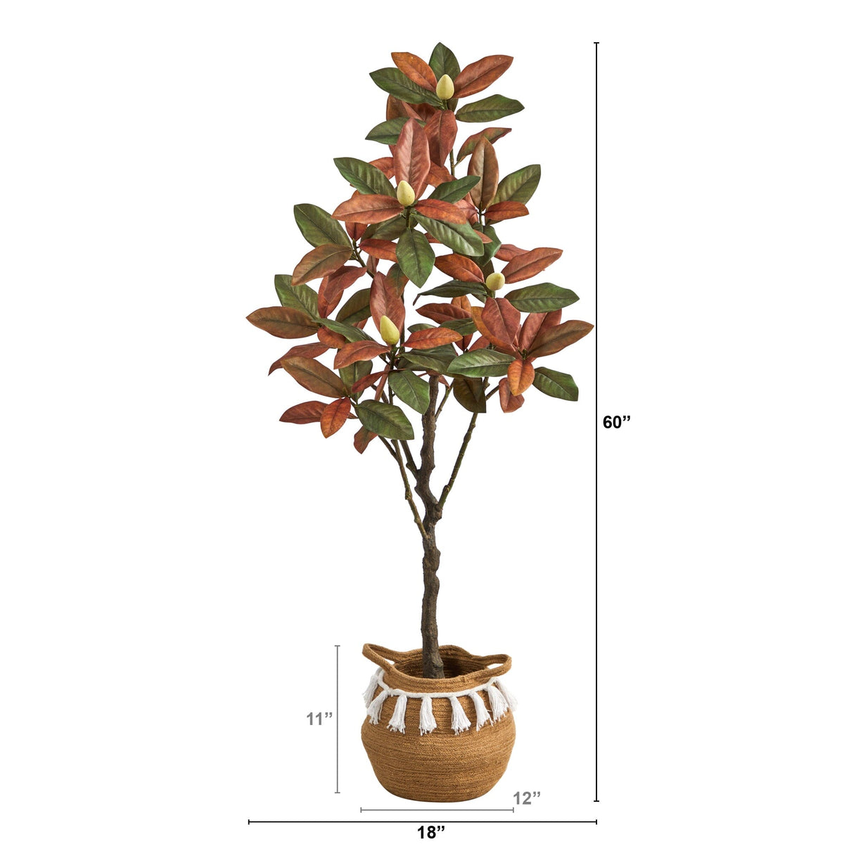 a plant in a pot with a size chart