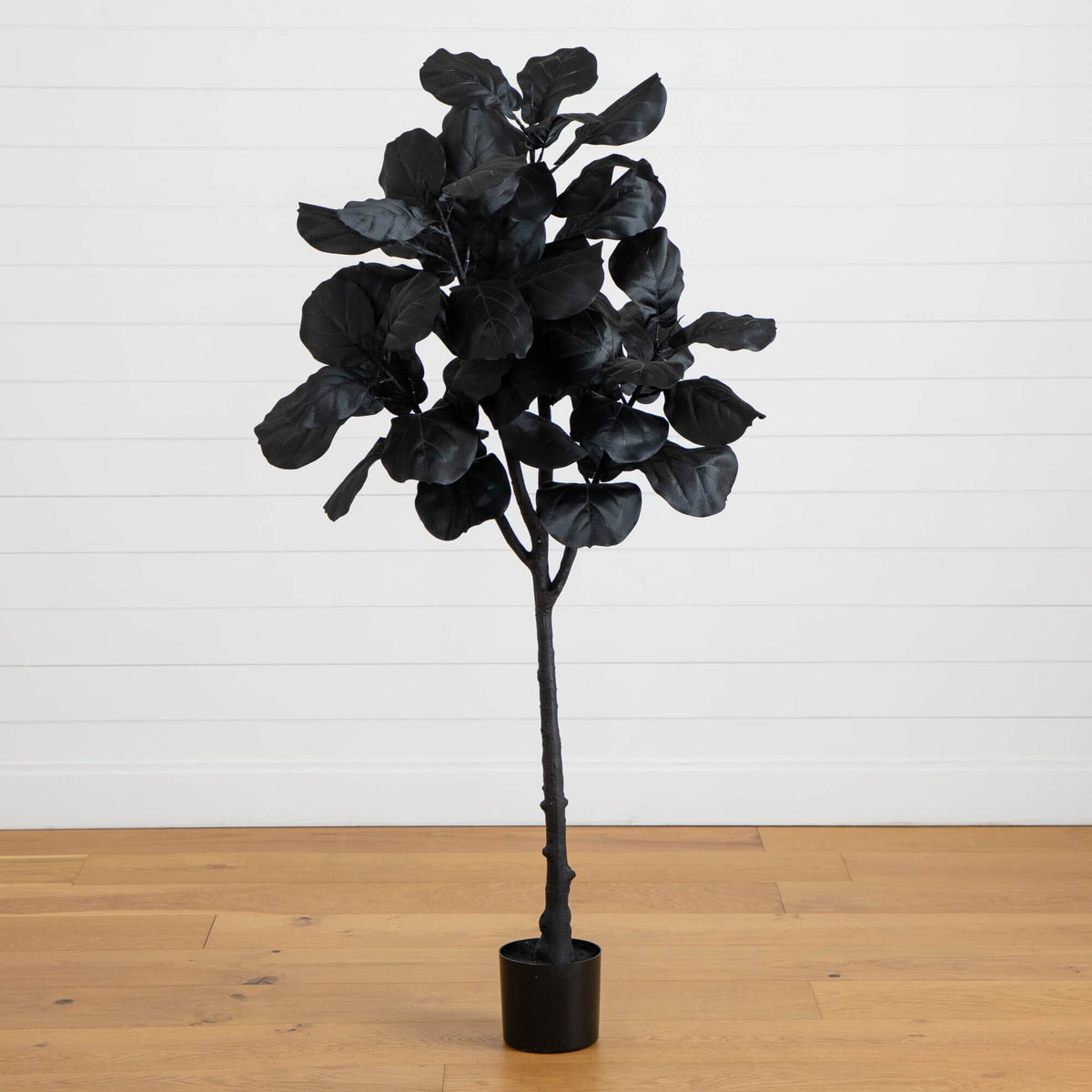 a black plant in a pot