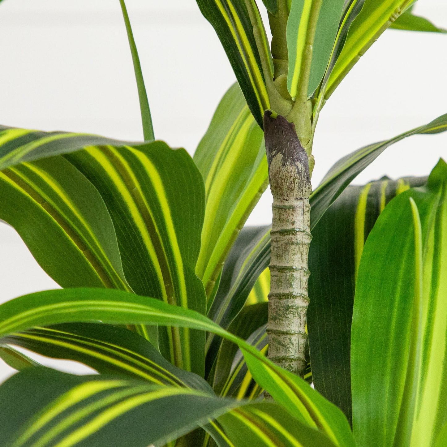 5' Artificial Real Touch Dracaena in Decorative Planter