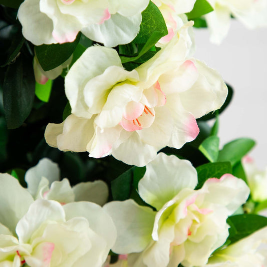 a close up of flowers