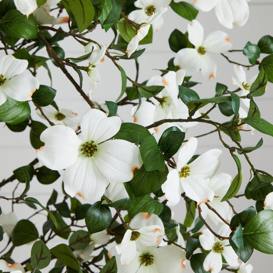 a close up of a plant