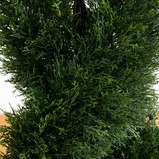 a close up of a plant