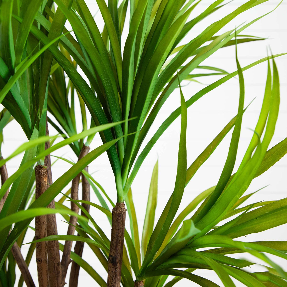 5’ Dracaena Silk Tree