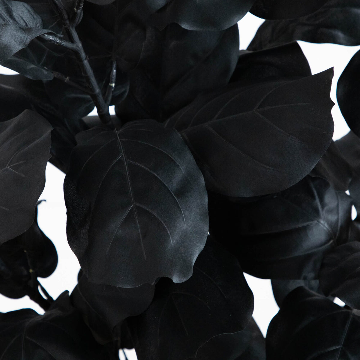 a close up of black leaves