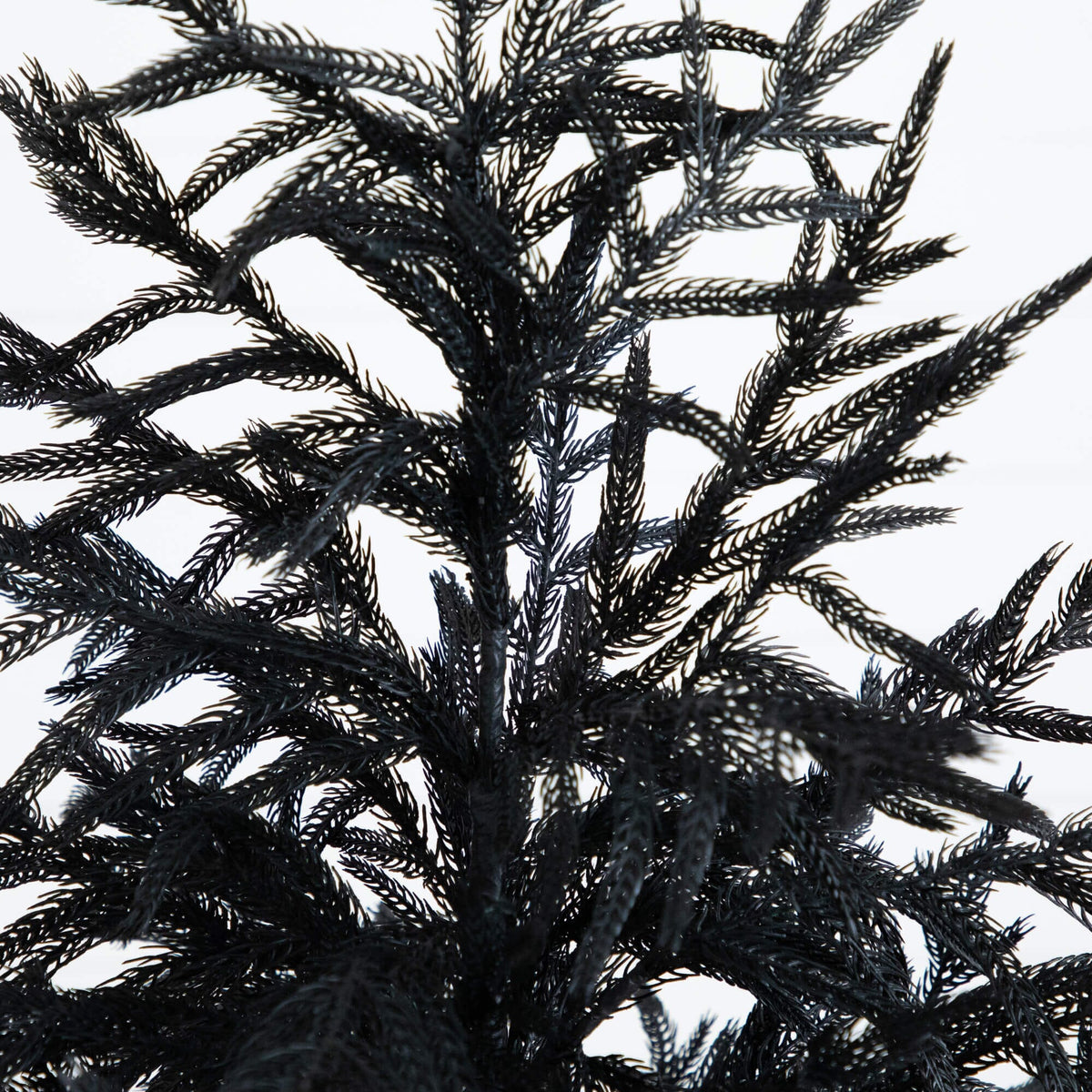 a close up of a plant