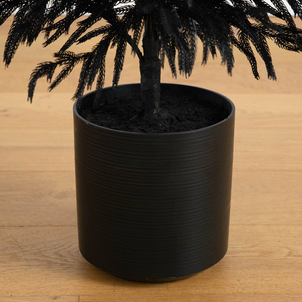 a black plant in a pot
