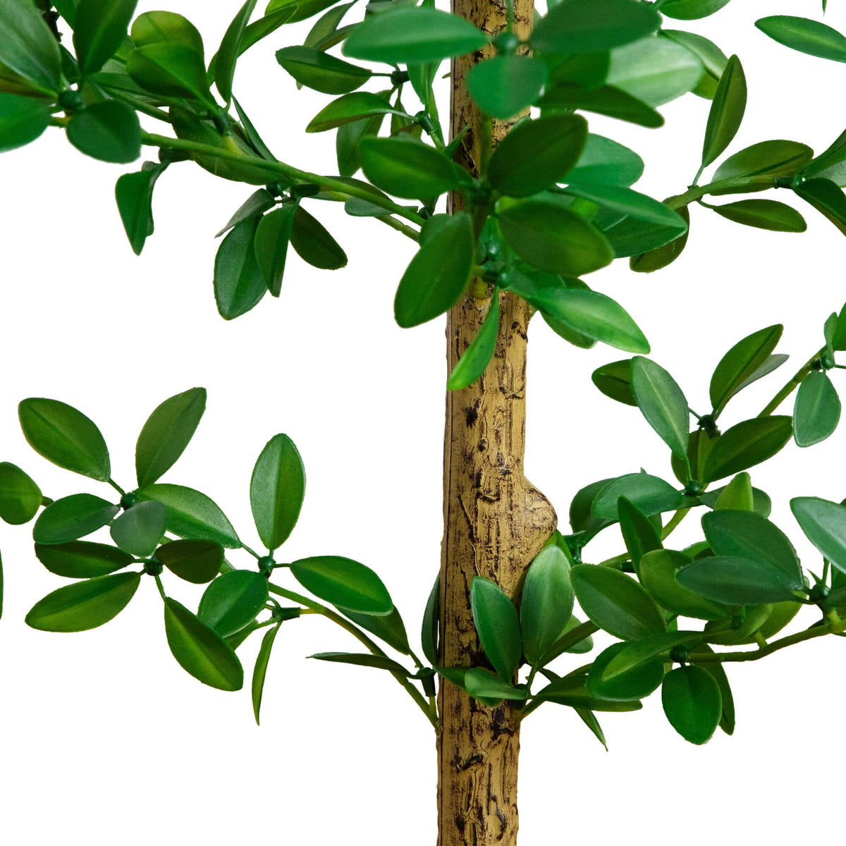 a close up of a plant