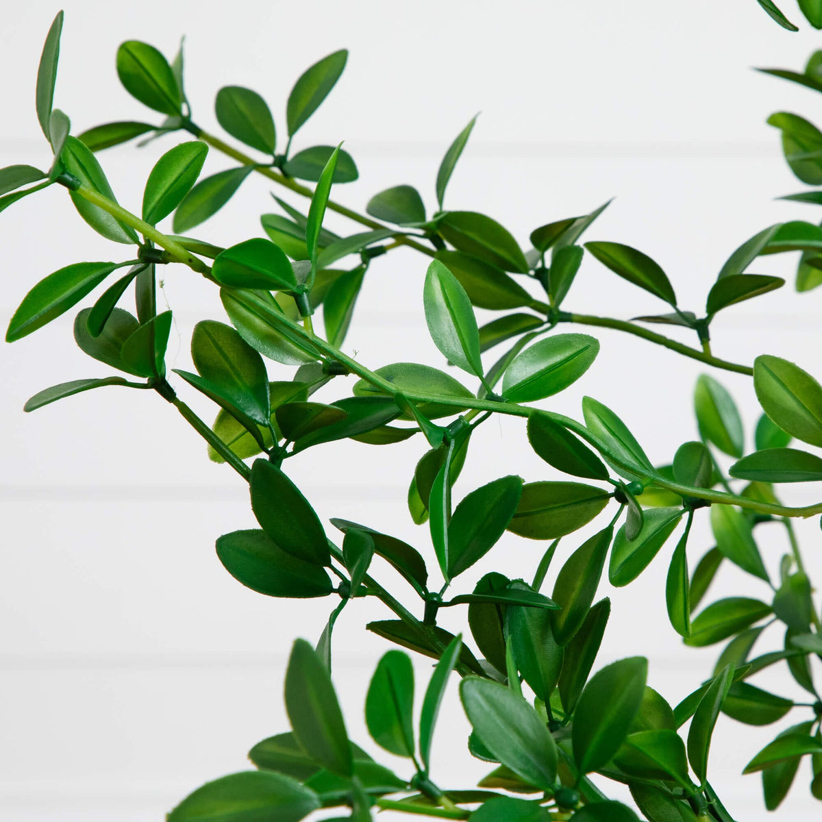 a close up of a plant