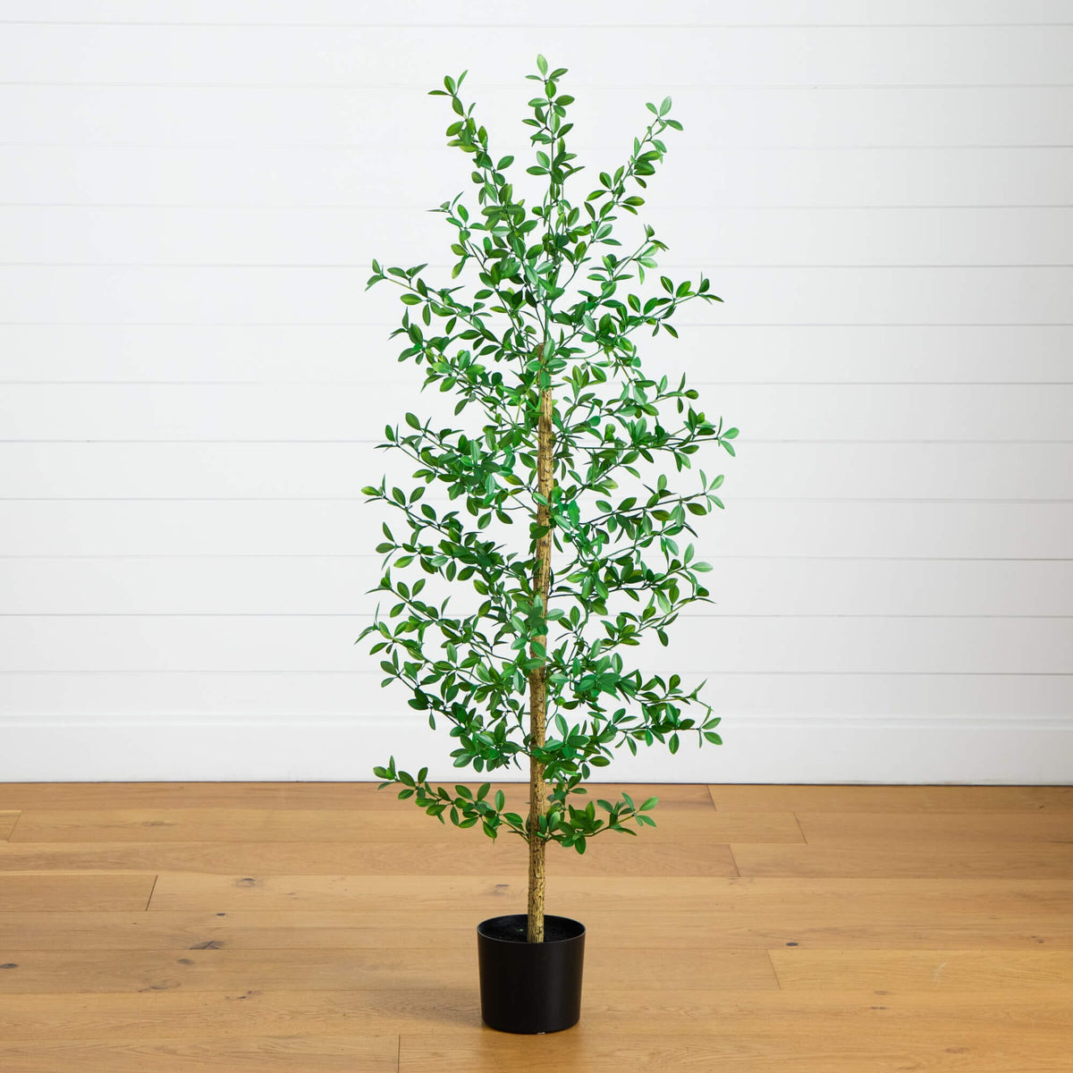 a potted plant on a wood floor