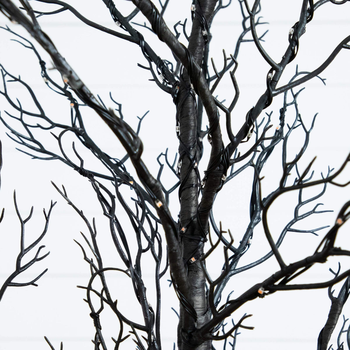 a black tree with no leaves