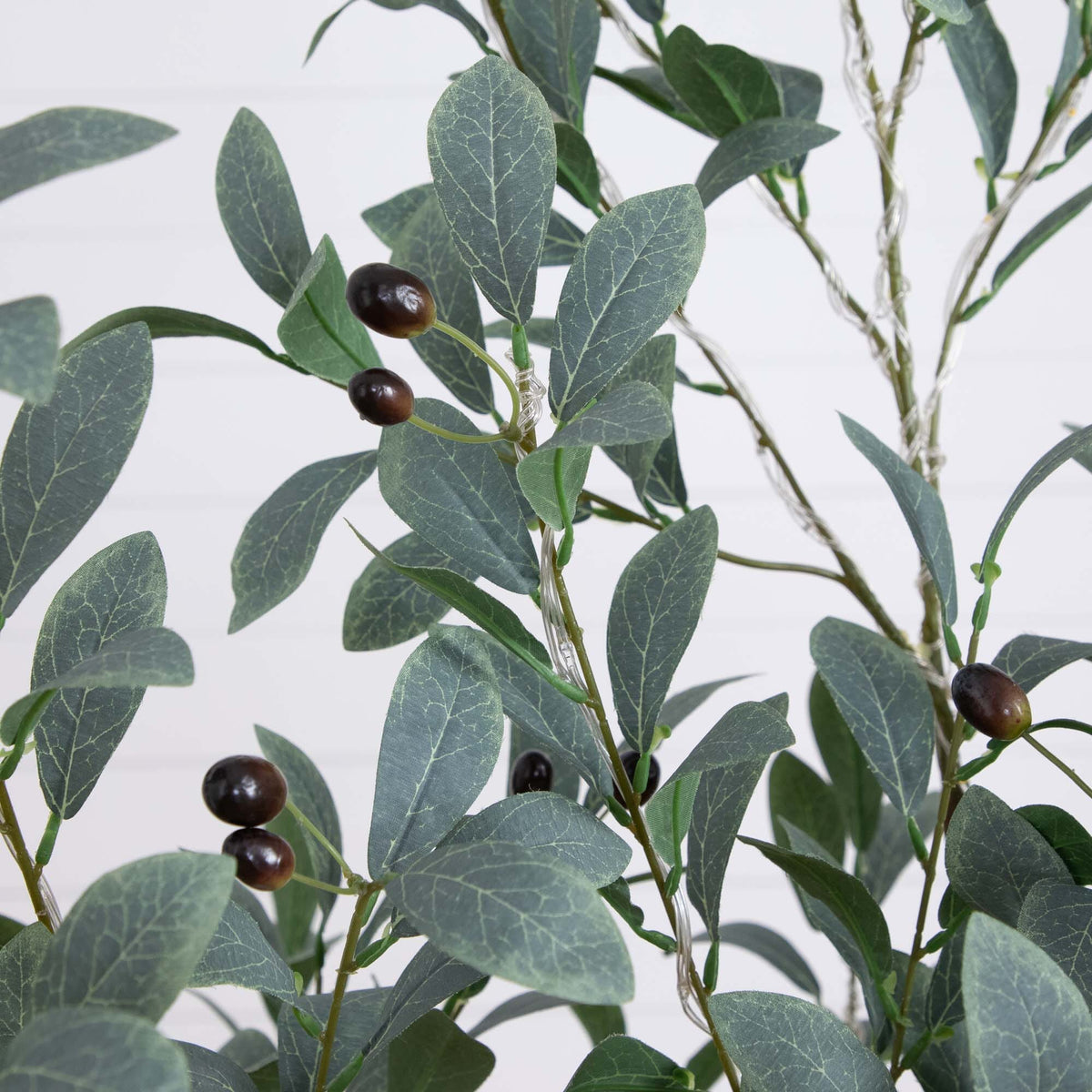 a close up of a plant