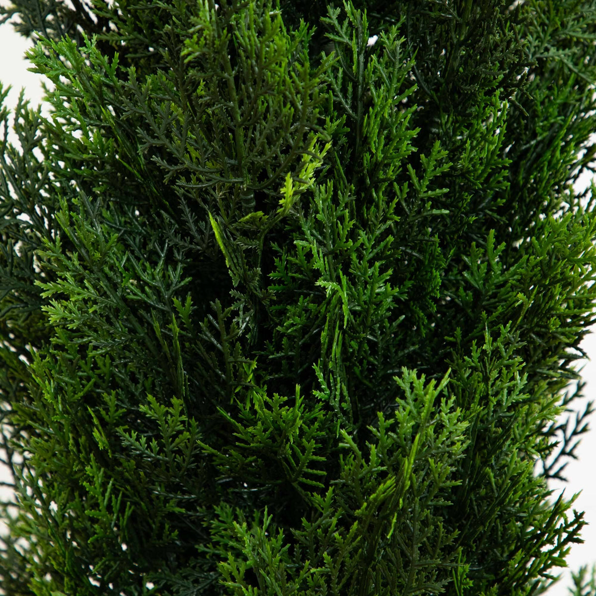 a close up of a plant