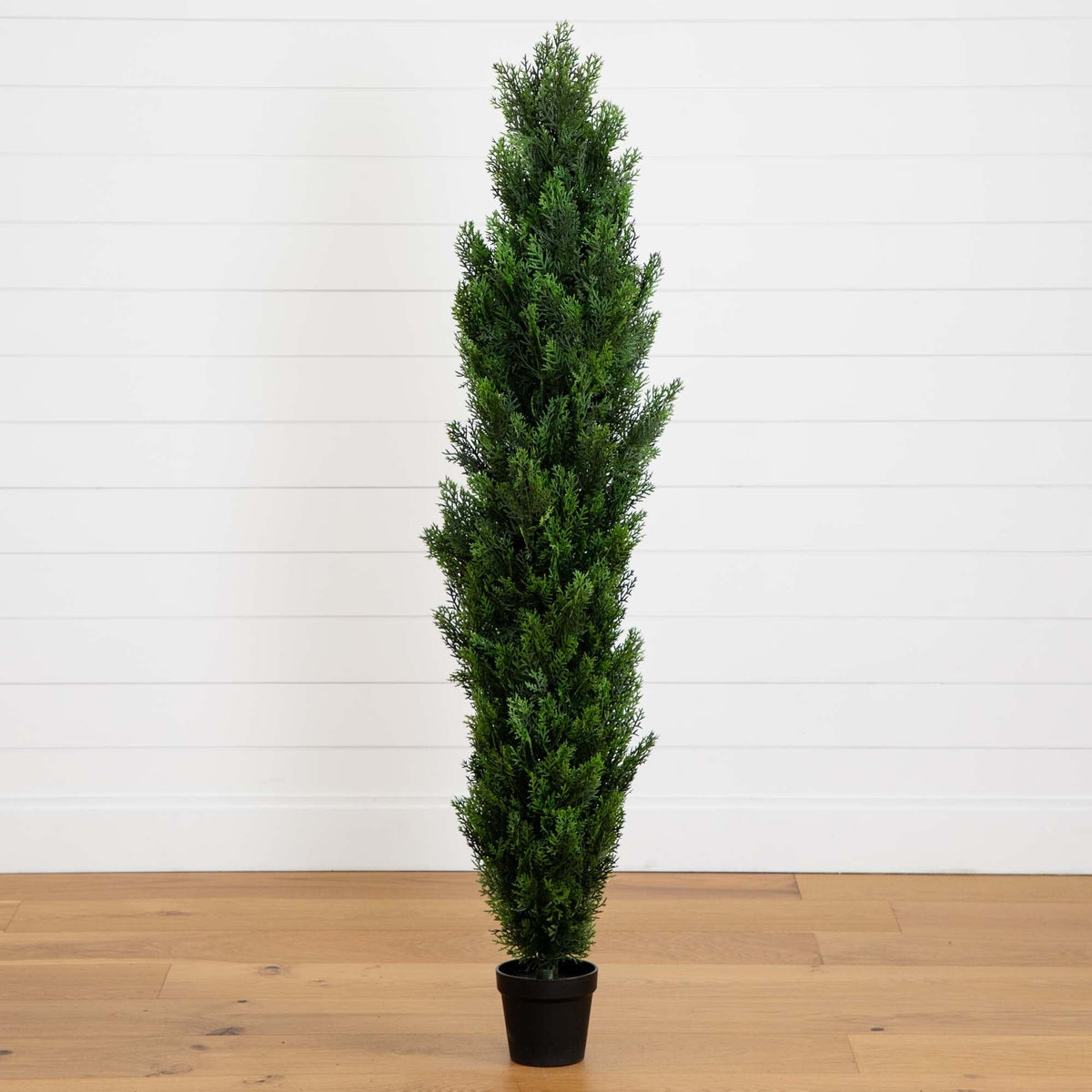 a tree in a pot