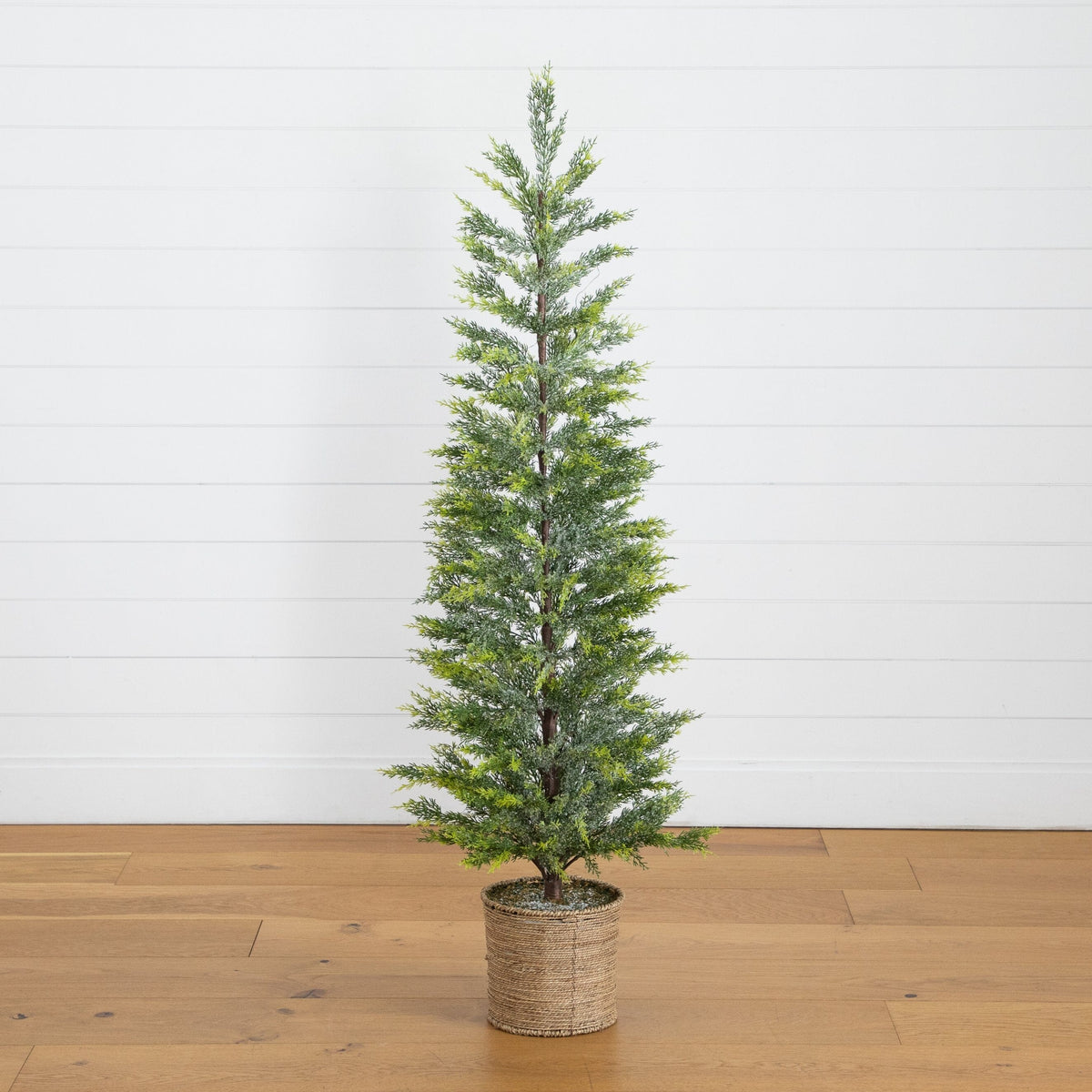 a small tree in a pot