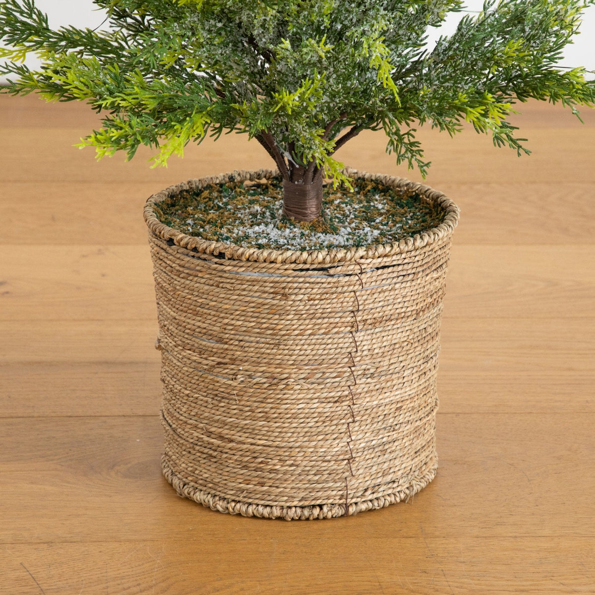 a potted plant on a wood floor