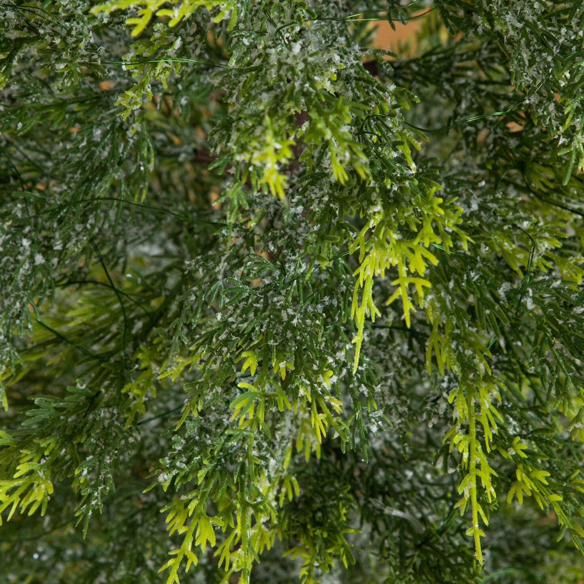 a close up of a plant
