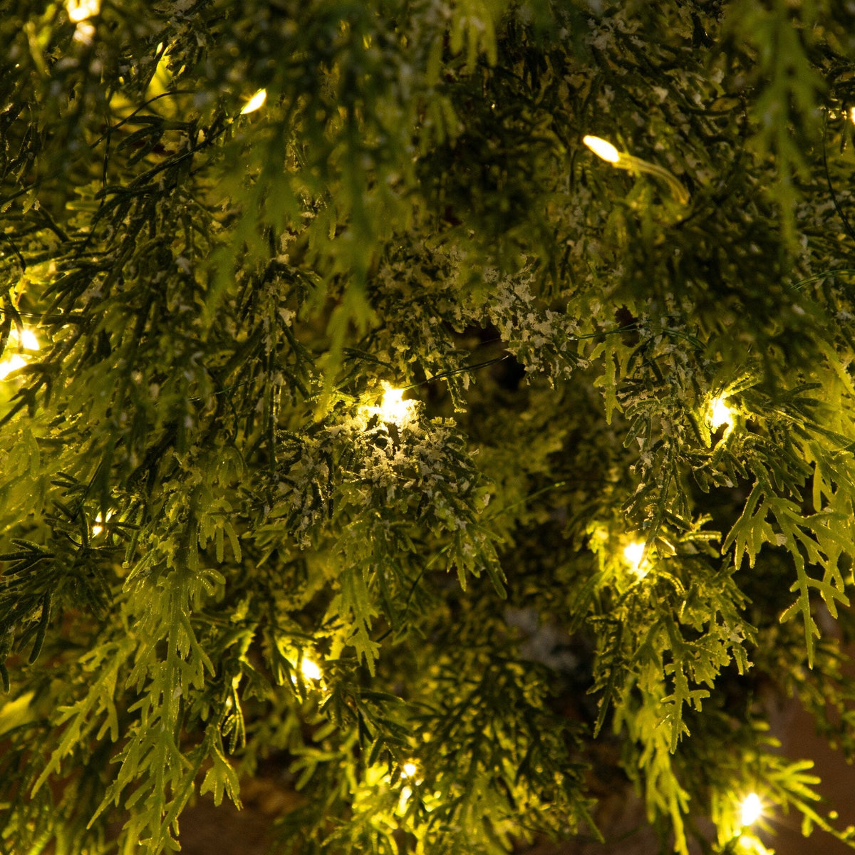 a close up of a tree with lights