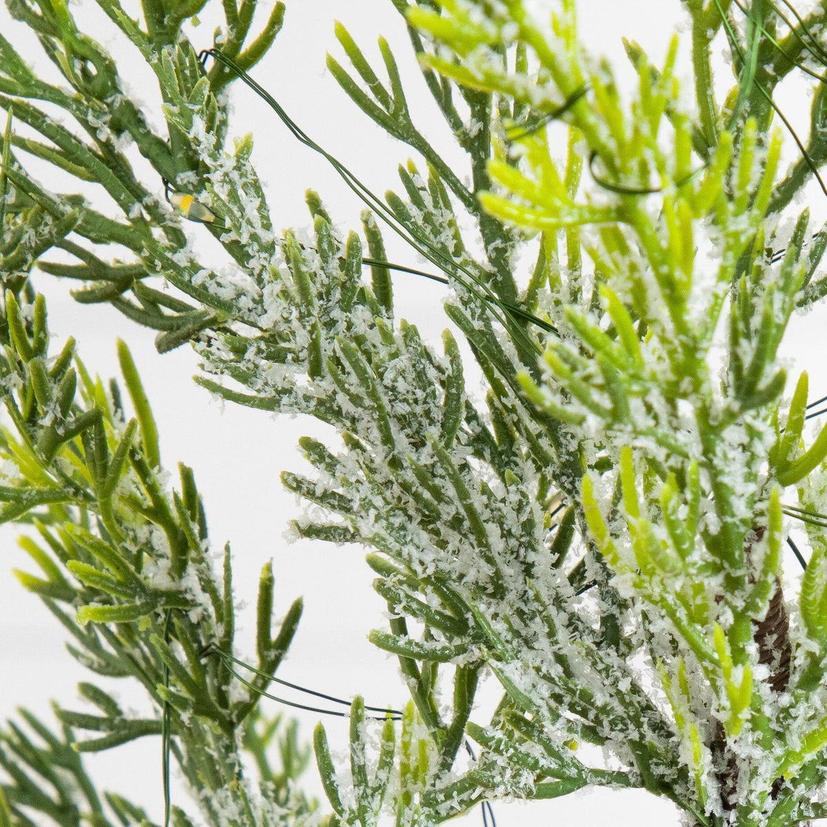 a close up of a plant