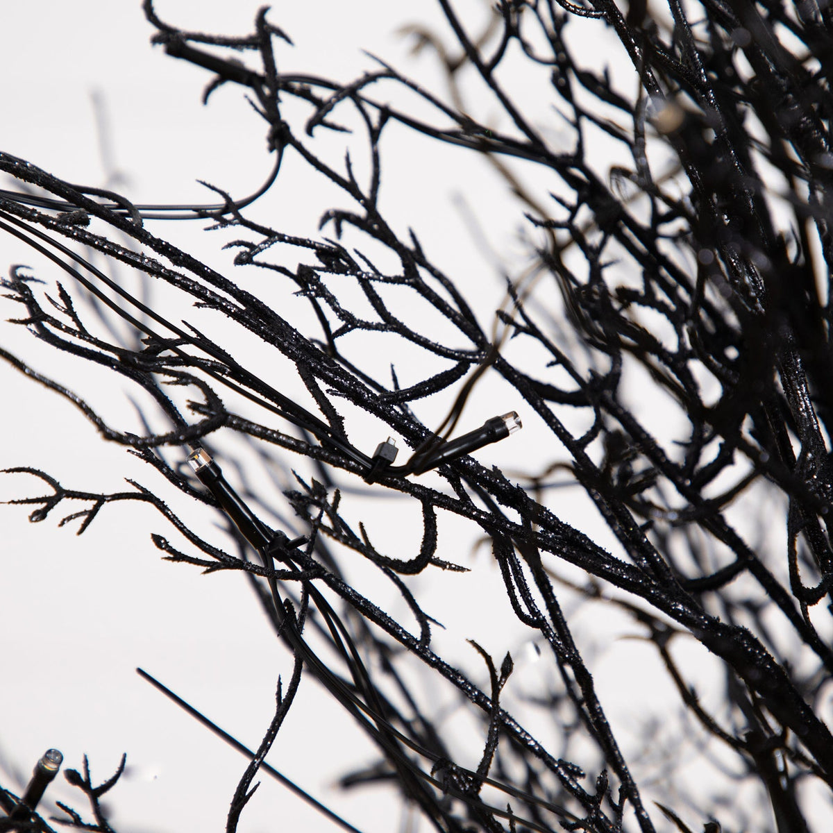 a close up of a tree branch