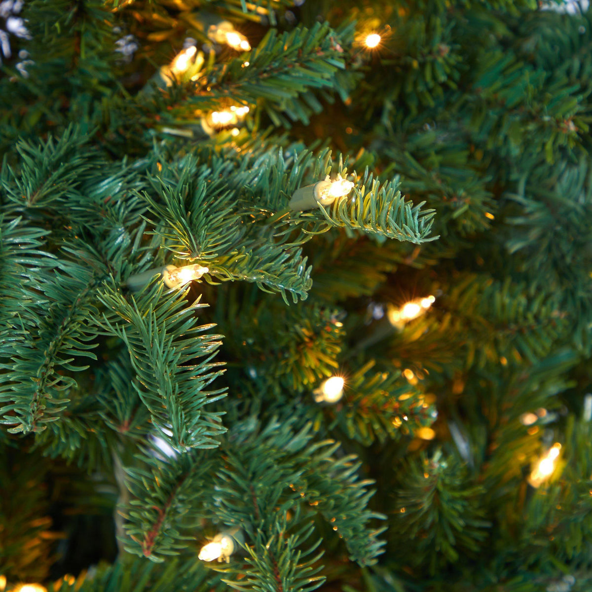 a close up of a tree