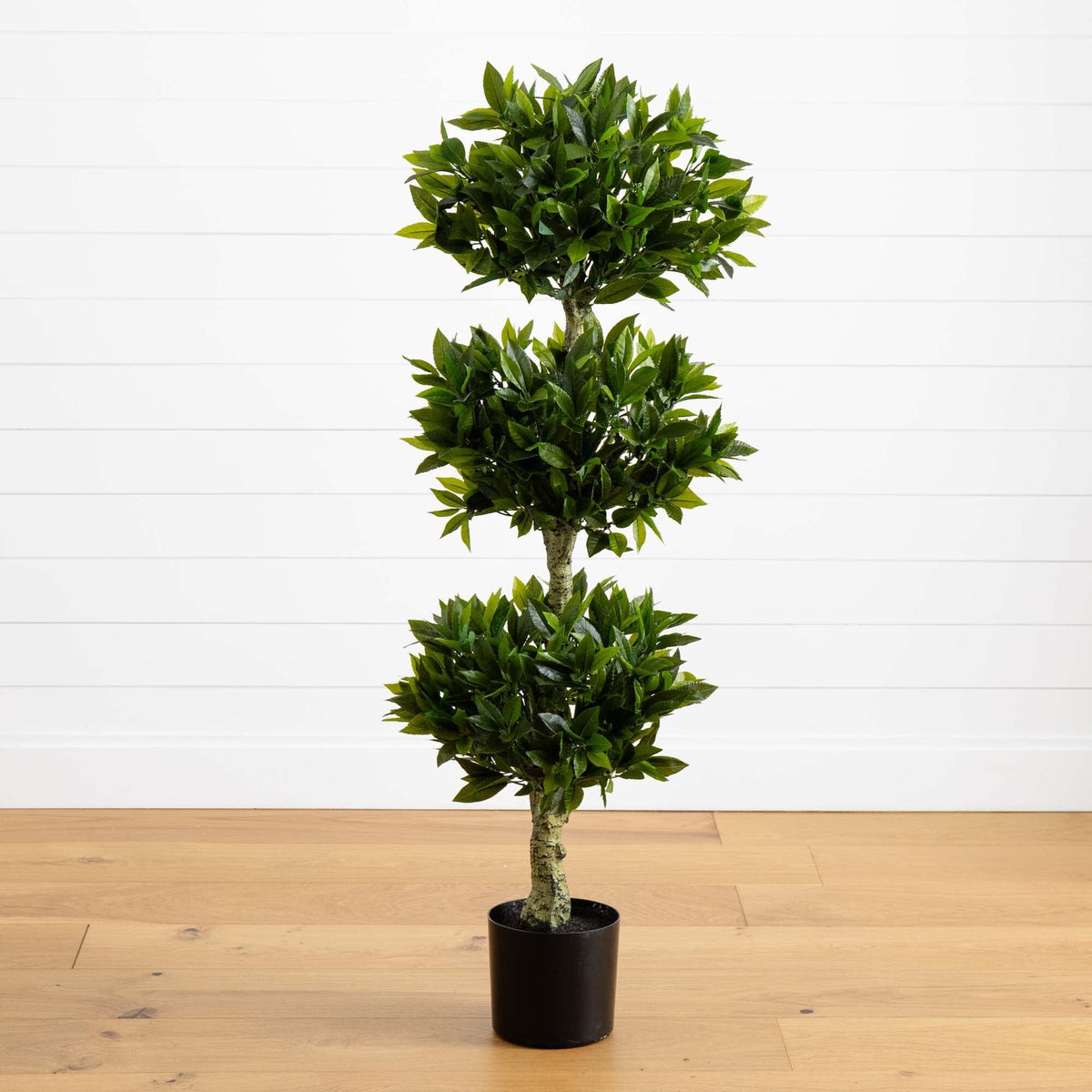 a plant in a pot