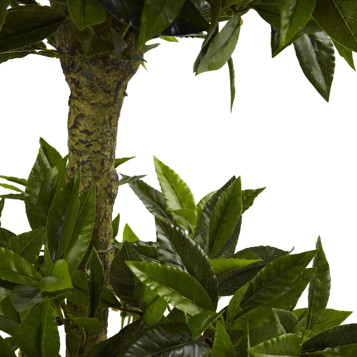 a close up of a plant