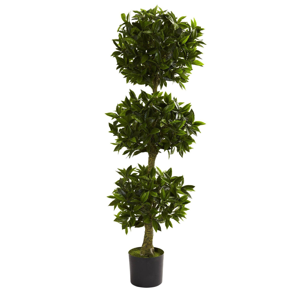 a plant in a pot