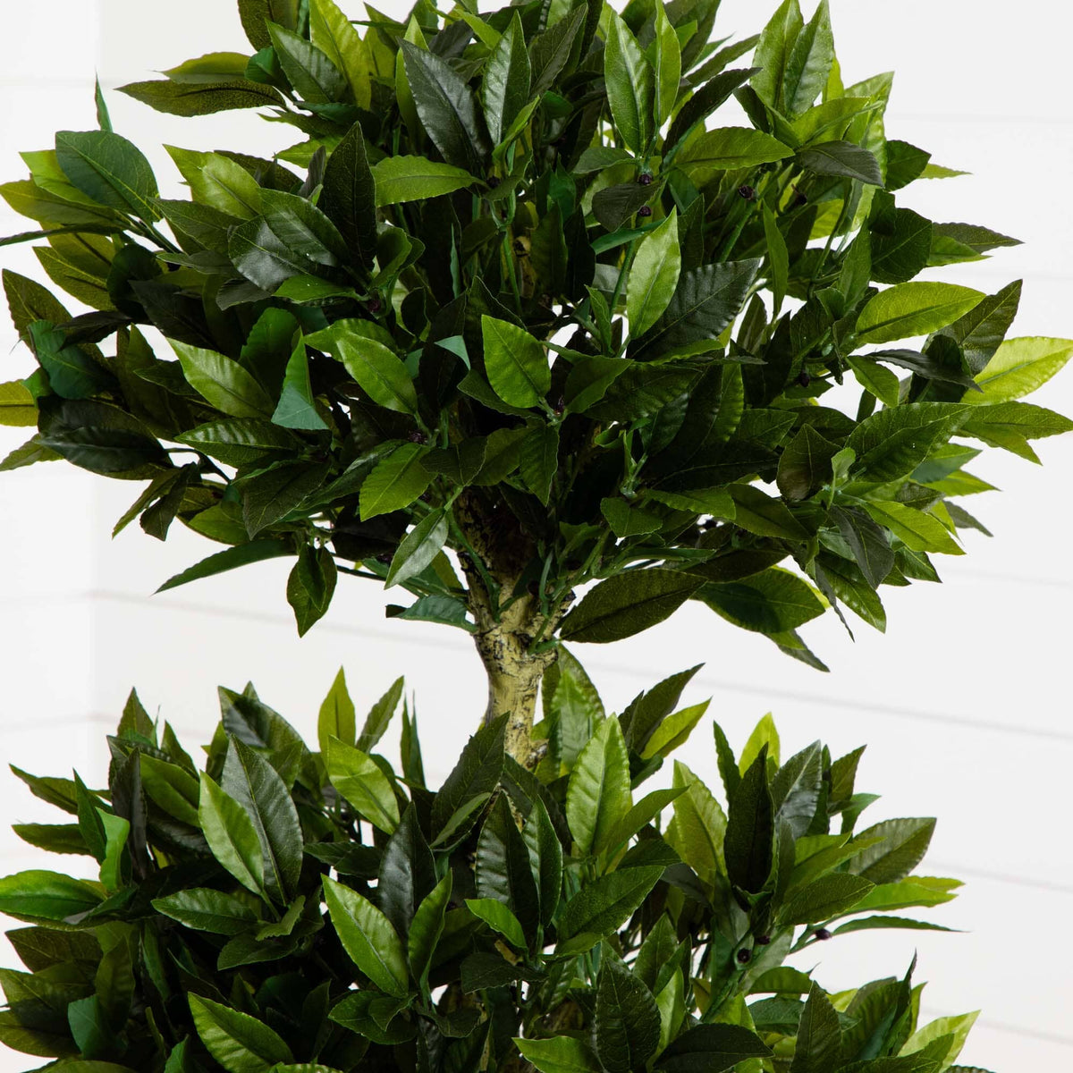a green plant with leaves