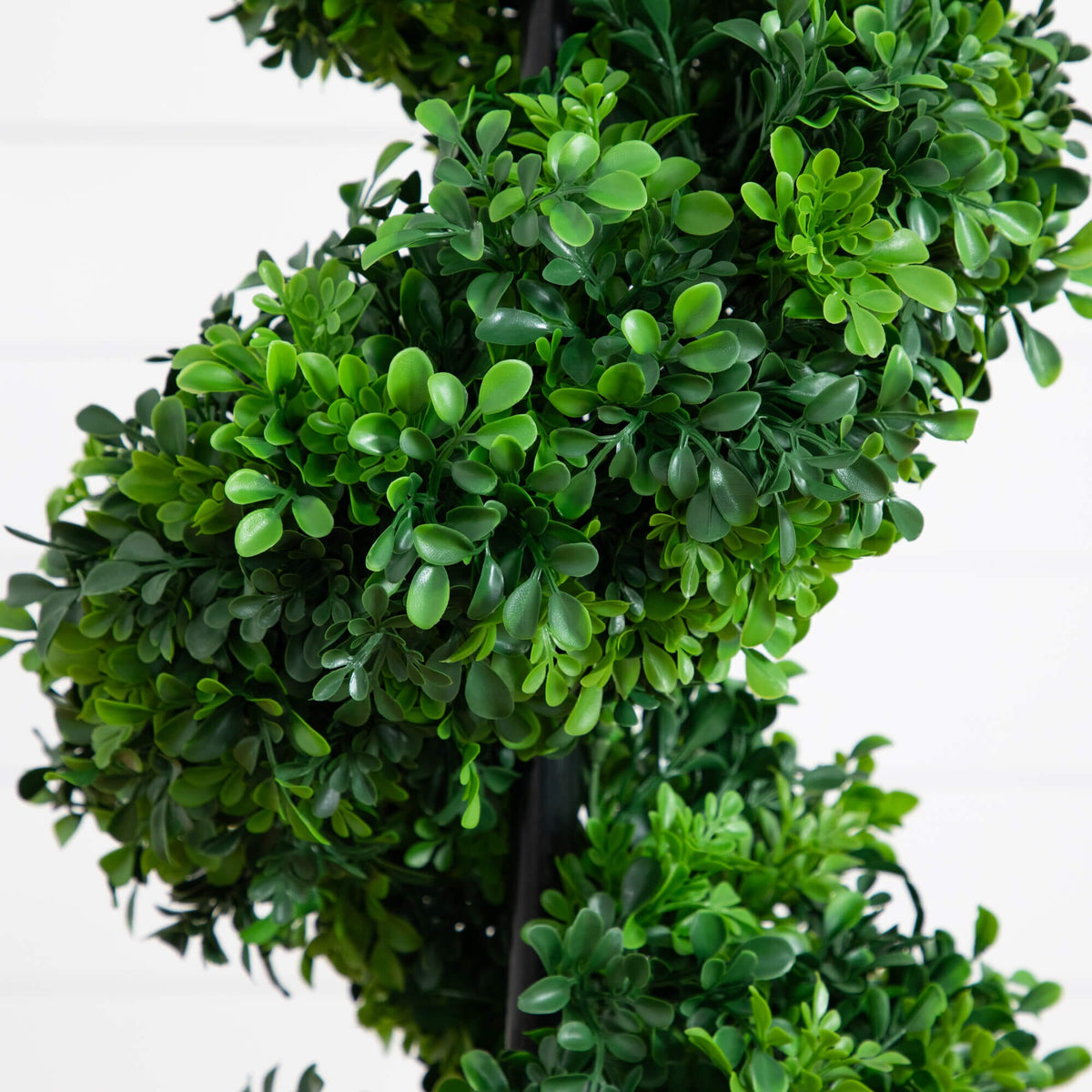 a plant with green leaves